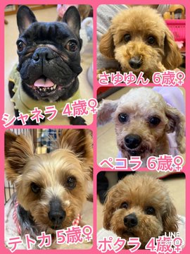 🐾今日の里親様募集中ワンコ🐶メンバーです🐾2023,3,27【保護犬カフェ天神橋店】